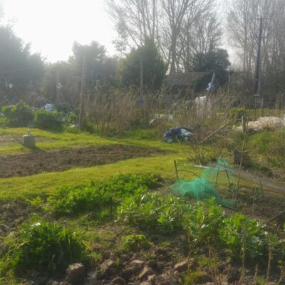 Allotment plots